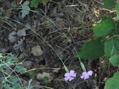 Dianthus longicaulis