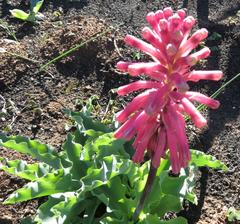 Veltheimia capensis