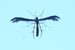 Dejongia lobidactylus