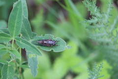 Cicadetta montana