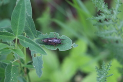 Cicadetta montana
