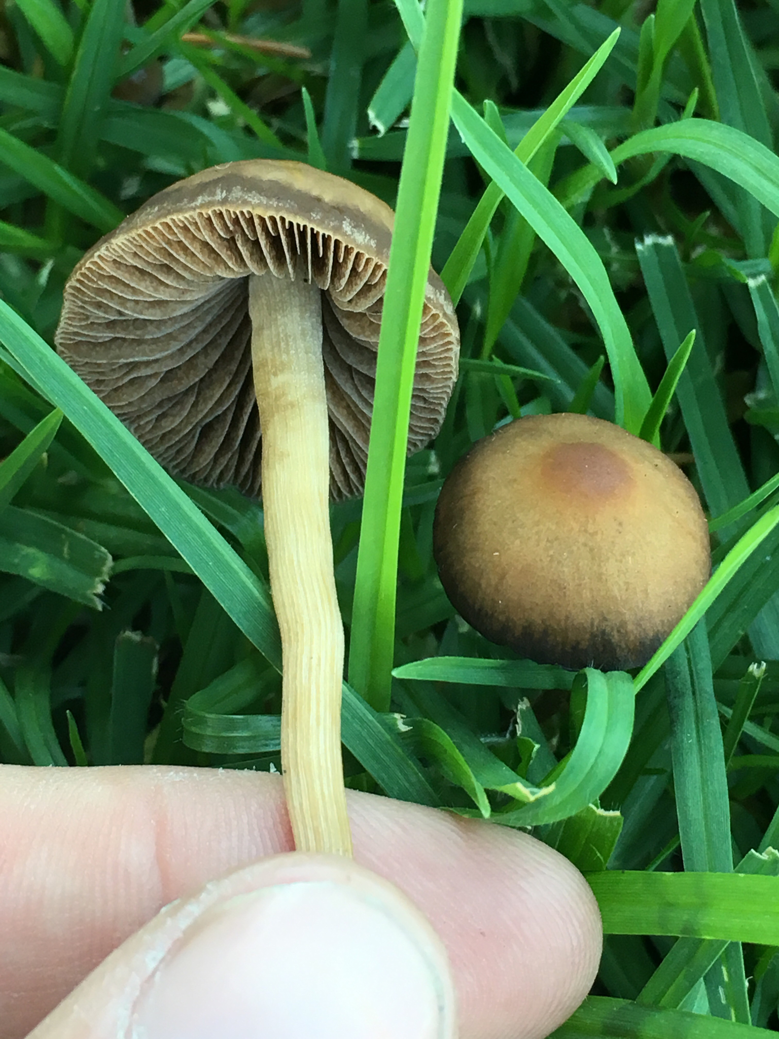 Panaeolina foenisecii image