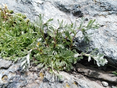 Artemisia genipi