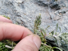 Artemisia genipi