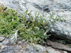 Artemisia genipi