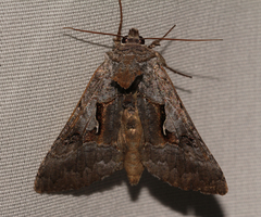 Syngrapha epigaea