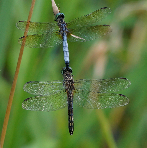 Blue Dasher, photo 9 of 9