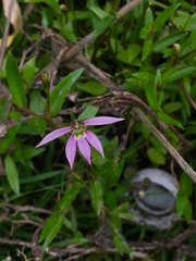 Lobelia chinensis