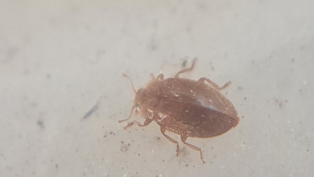 Orynipus kuscheli