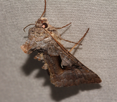 Syngrapha epigaea