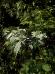 Pycnanthemum albescens