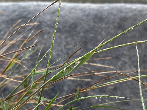 Lepturus repens iNat (1)