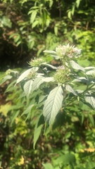 Pycnanthemum albescens