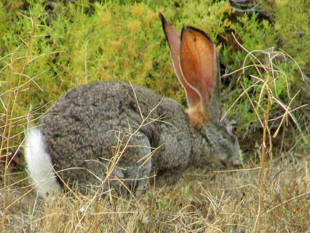 Hares and Jackrabbits from Anysberg southern slopes, Western Cape ...