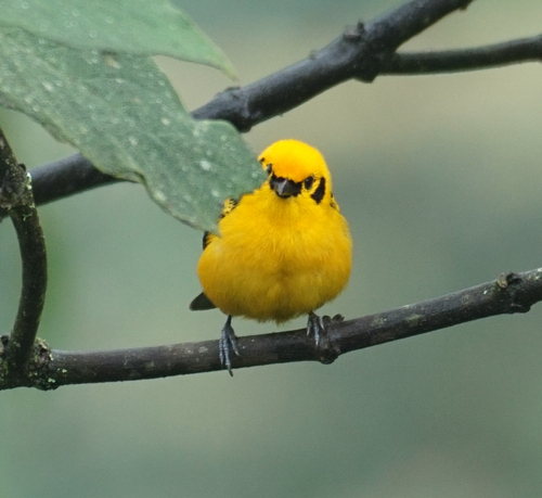 Golden Tanager (Tangara arthus), photo 4