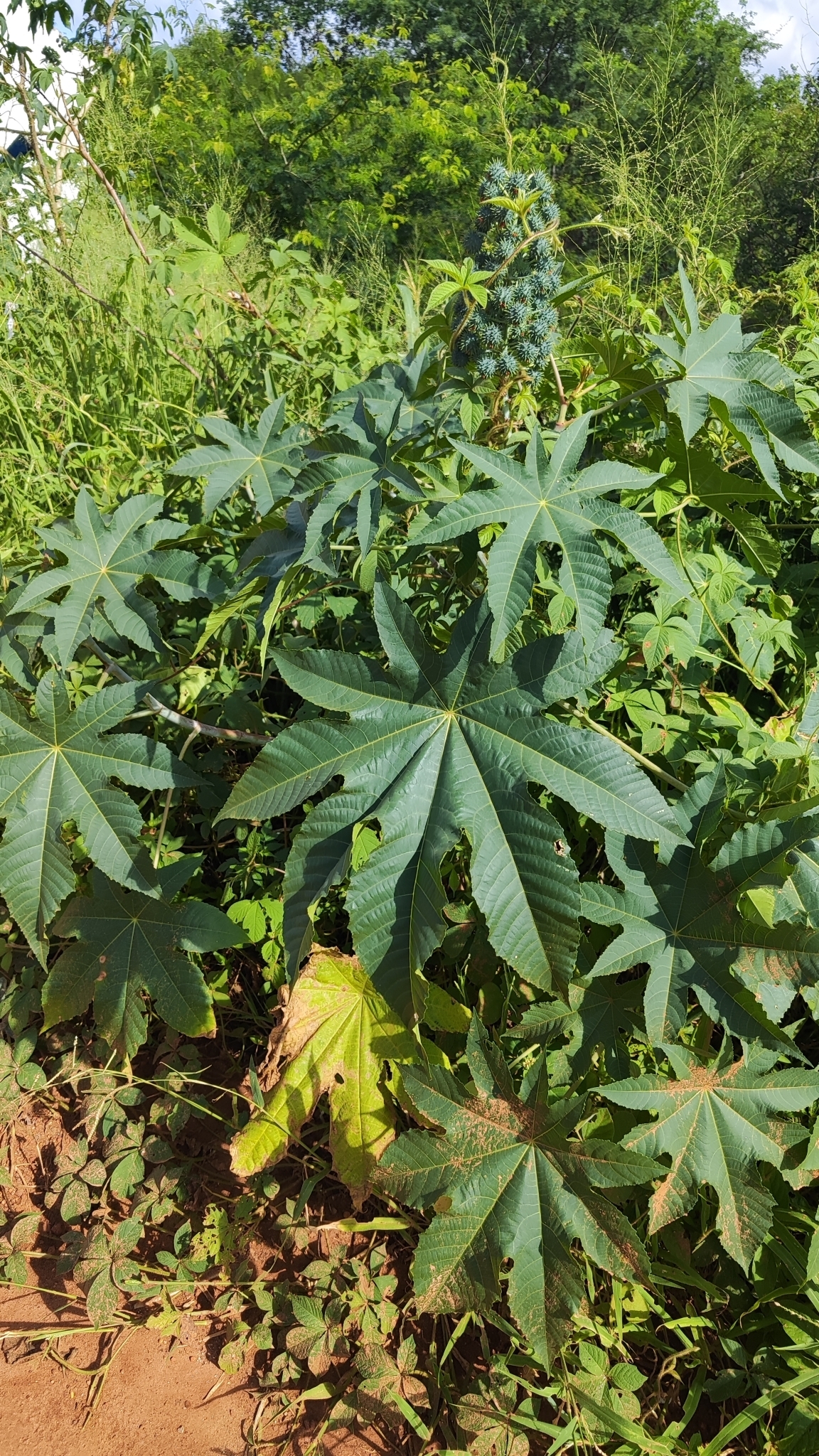 Ricinus communis
