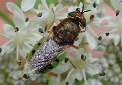 Odontomyia hydroleon
