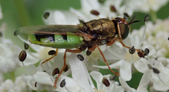 Odontomyia hydroleon