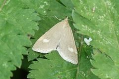 Udea alpinalis