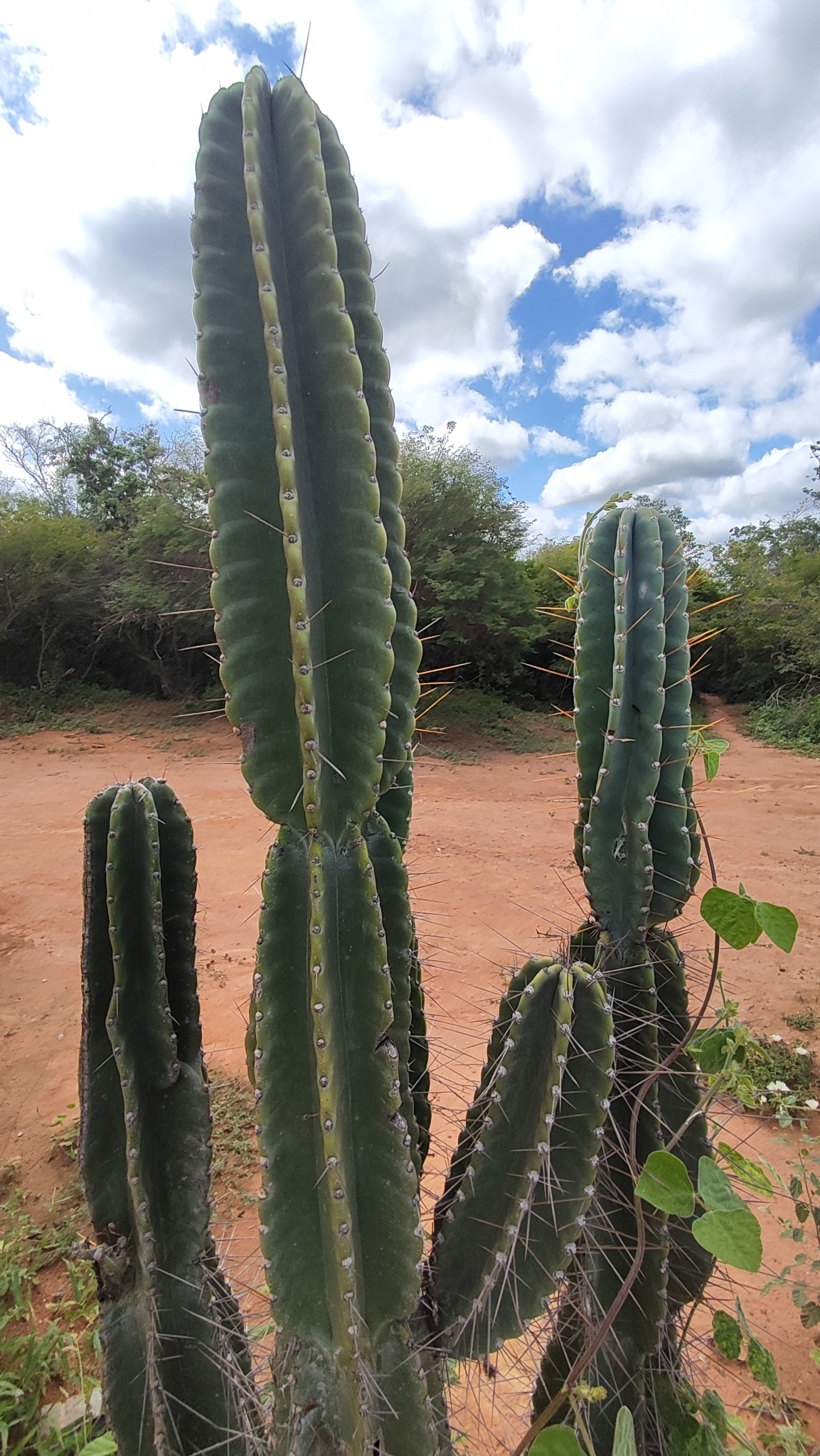 Cereus jamacaru
