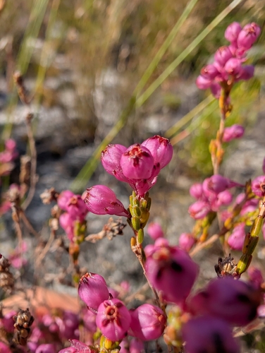 Leafy-vase Heath (Erica melanacme)