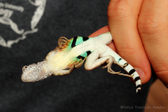 Cophosaurus texanus scitulus