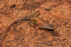 Cophosaurus texanus scitulus