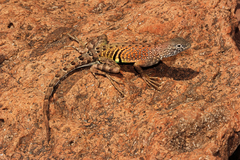 Cophosaurus texanus scitulus