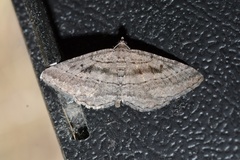 Rhoptria asperaria