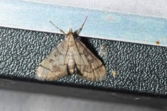 Metasia ophialis