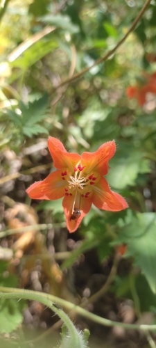 Caiophora lateritia (Caiophora lateritia)