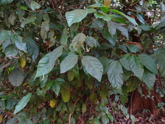 Blachia andamanica denudata