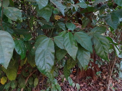 Blachia andamanica denudata