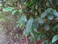 Blachia andamanica denudata