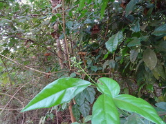 Blachia andamanica denudata