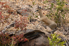 Oreotragus oreotragus stevensoni