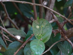 Blachia andamanica denudata