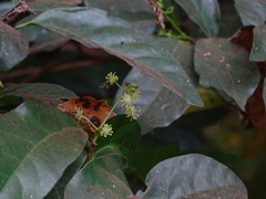 Blachia andamanica denudata