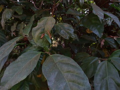 Blachia andamanica denudata