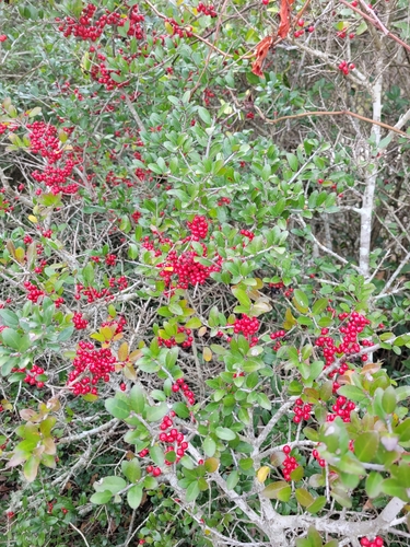 Ilex vomitoria