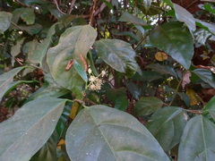 Blachia andamanica denudata