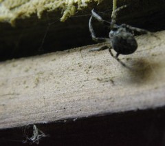 Araneus nordmanni
