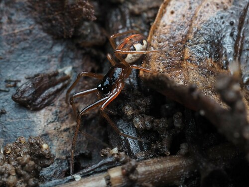 Big-eyed Thick-jawed Spider photo 3