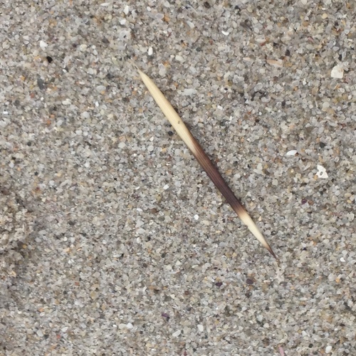 Cape Porcupine, photo 4 of 10