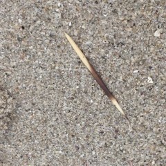 Cape Porcupine photo 1