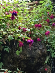 Fuchsia × hybrida