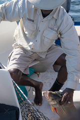 Hydrocynus vittatus