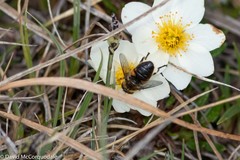 Helophilus lapponicus
