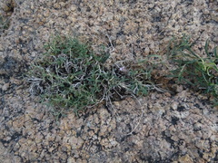 Blepharis integrifolia