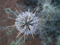 Echinops echinatus